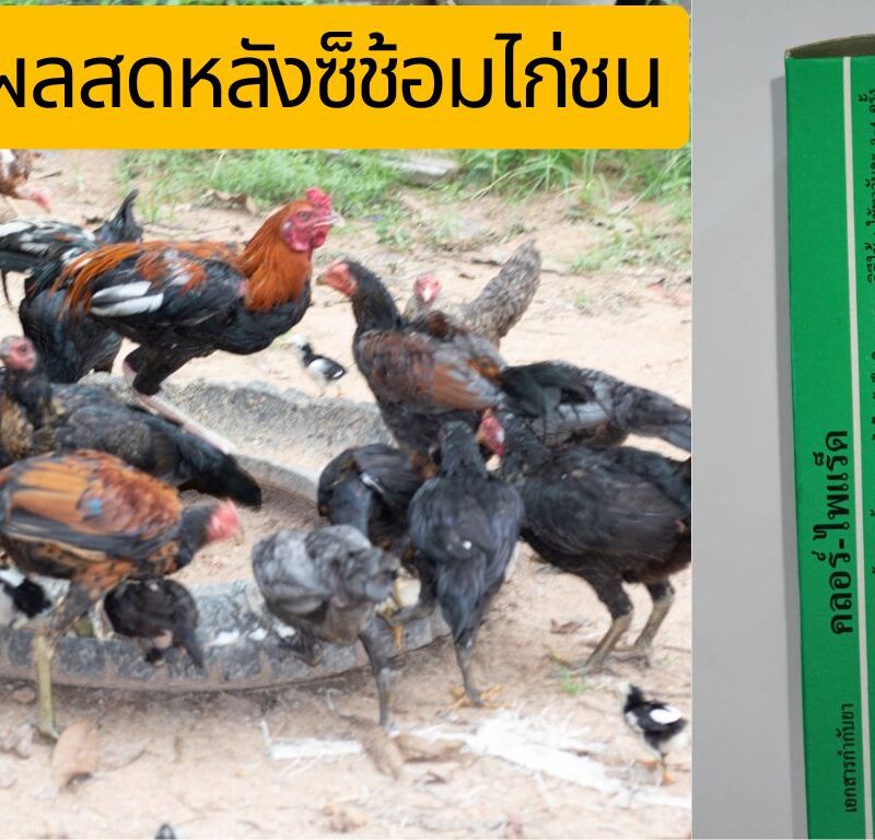 คลอร์-ไพแร็ด chlorpyrad ใช้สำหรับทาหลังซ้อมไก่เสร็จลดอาการอักเสบของไก่ชน